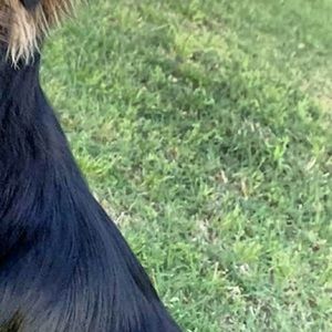 Meet your Posher, Ashton